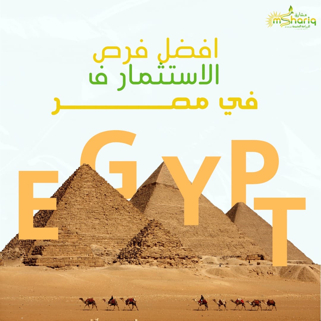 افضل فرص الاستثمار في مصر