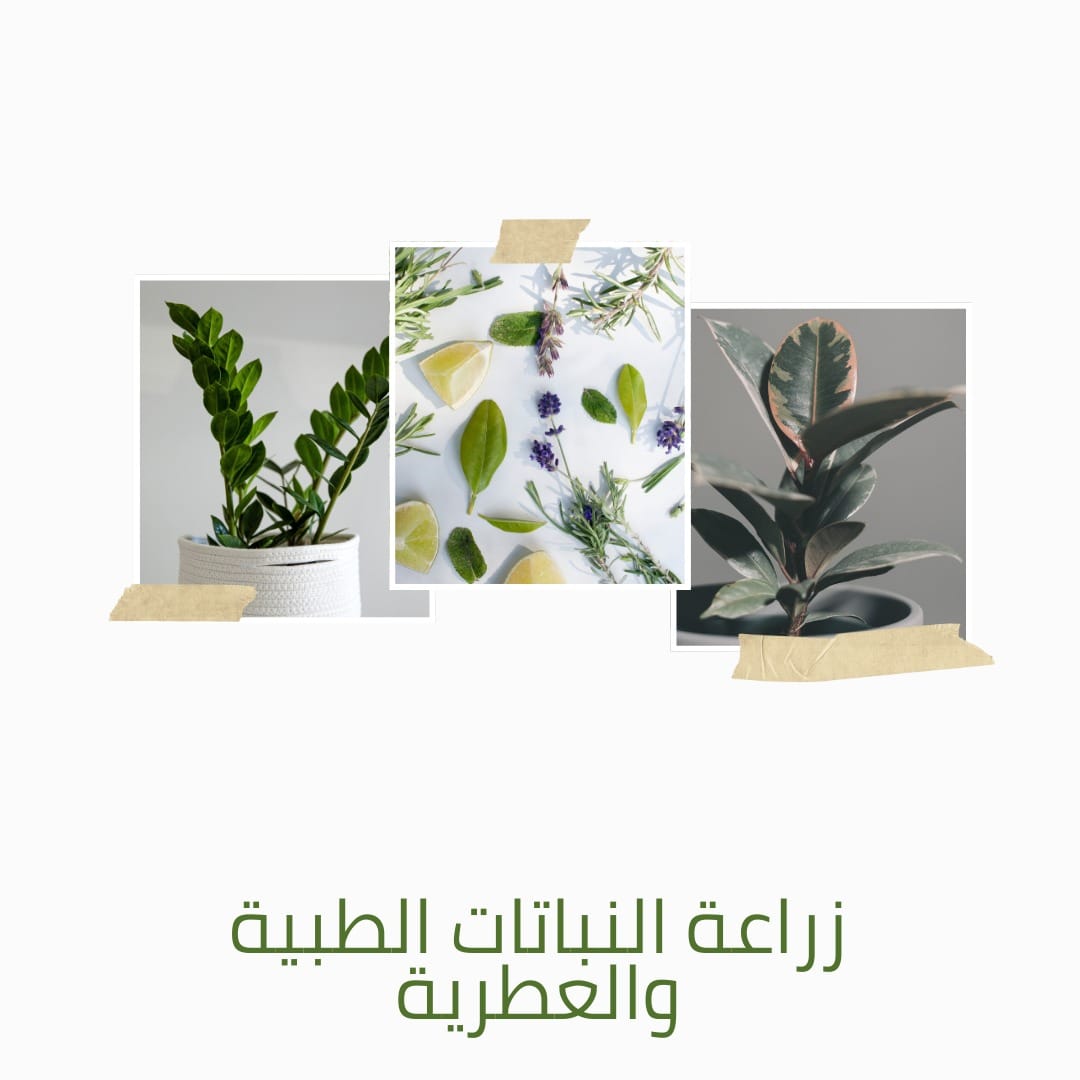 زراعة النباتات الطبية والعطرية