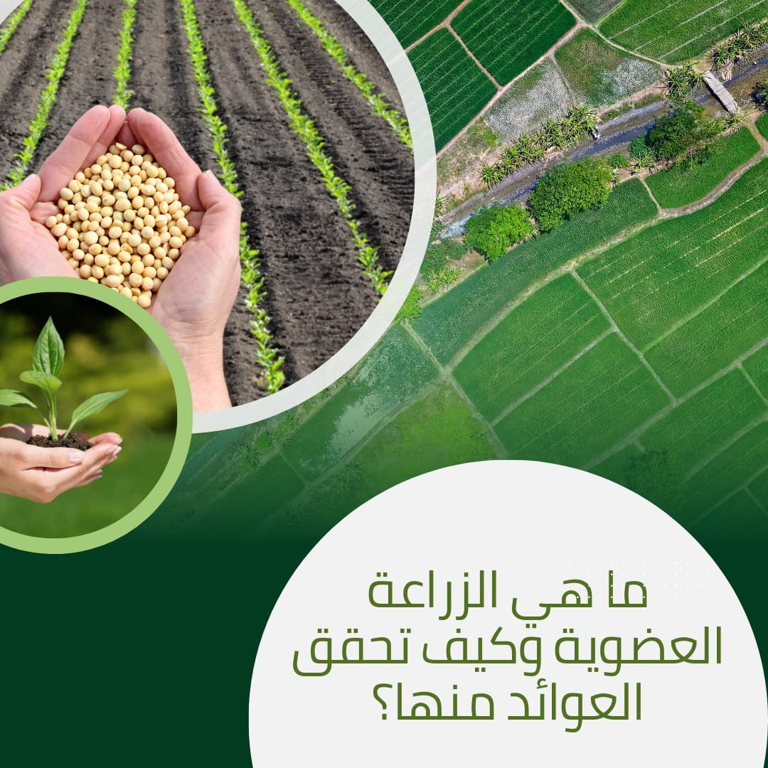 ما هي الزراعة العضوية وكيف تحقق العوائد منها