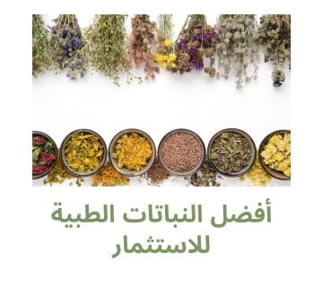 أفضل النباتات الطبية للاستثمار
