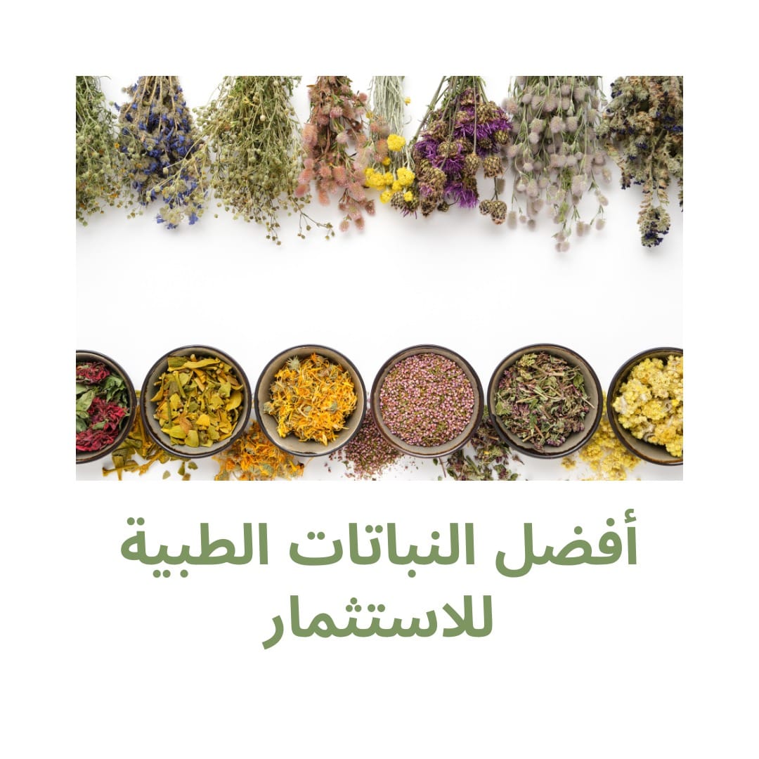 أفضل النباتات الطبية للاستثمار