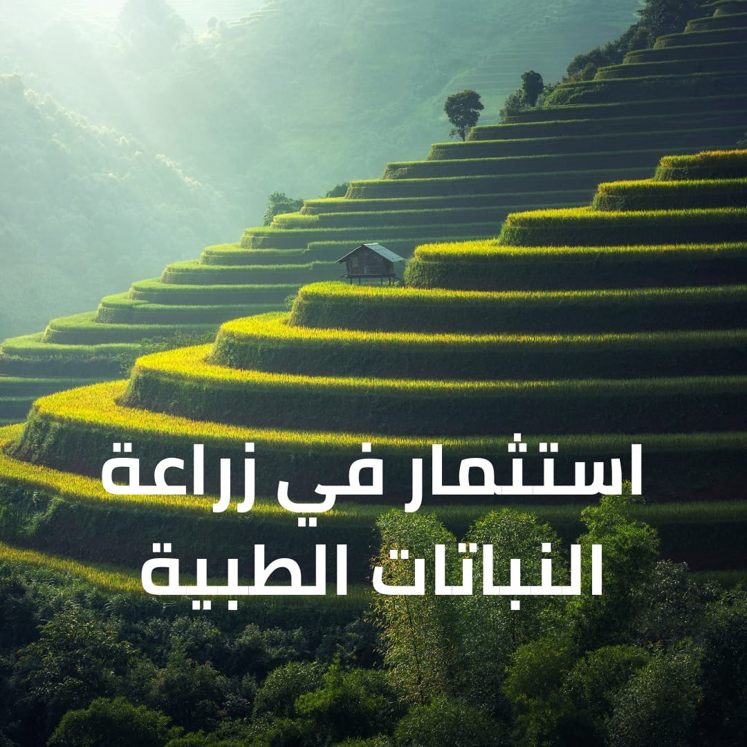 استثمار في زراعة النباتات الطبية