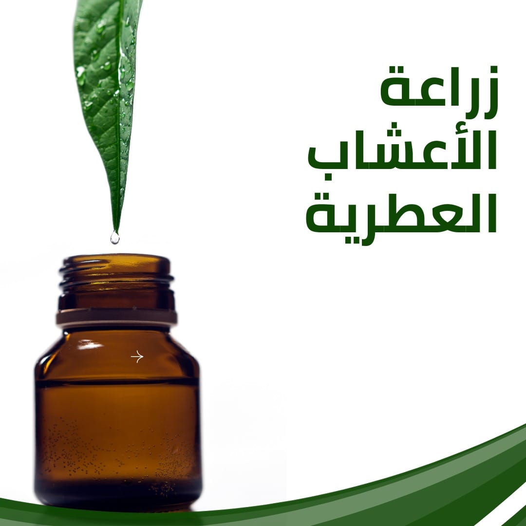 زراعة الأعشاب العطرية